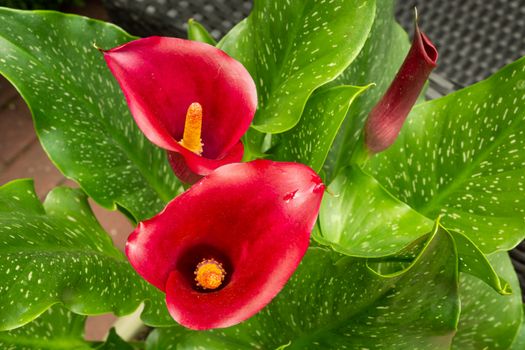 Red flowers calla lily and green leaves, top view