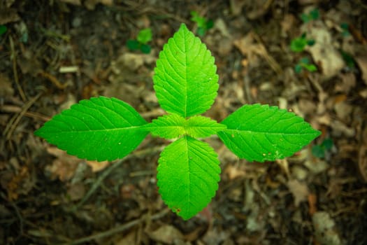 One young fresh green plant with leaves, top view