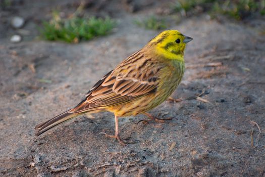 Yellowhammer bird walking on the ground, spring day view