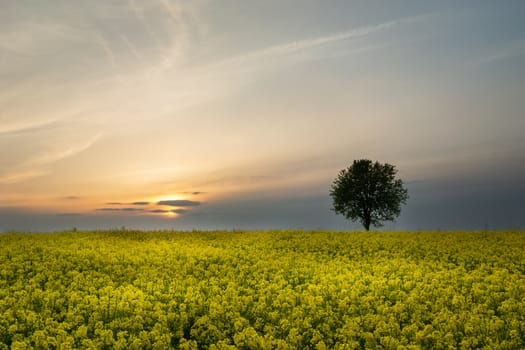 Yellow field of rape and lonely tree, spring evening landscape