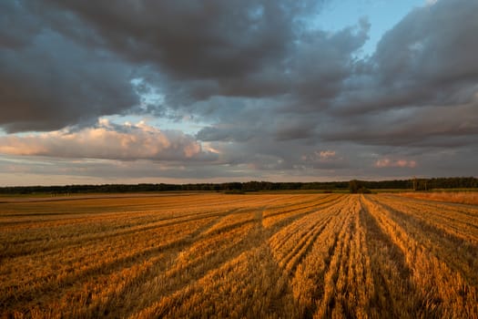 Dark evening clouds over an orange stubble field, sunset view