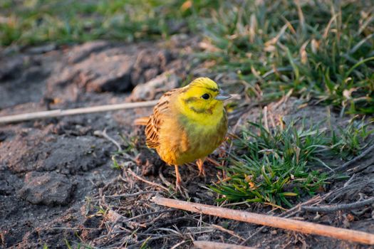 Single Yellowhammer bird walking on the ground