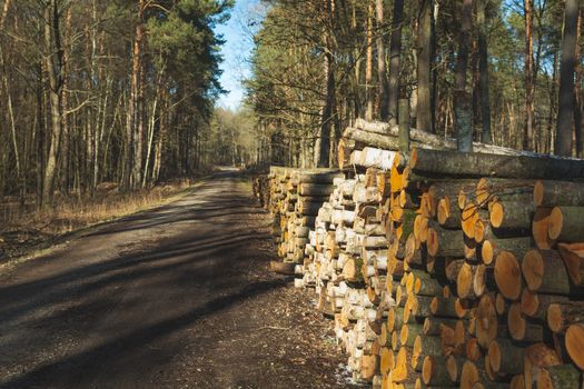 Cut down trees on a forest road, spring sunny day