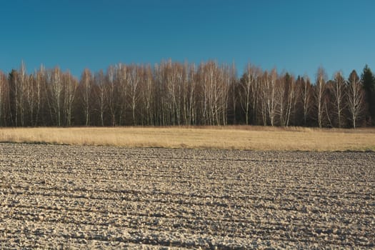 Ploughed field, brown forest and blue sky, view in sunny day