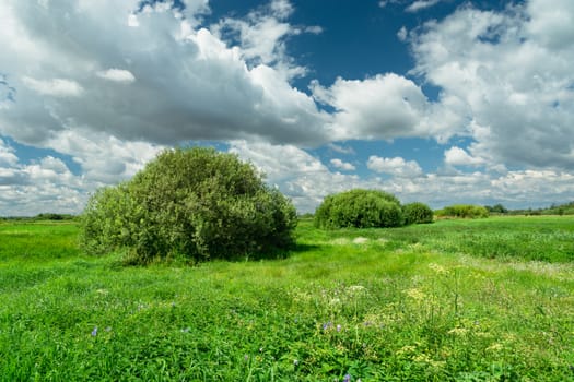 Bushes on a green meadow, white clouds on blue sky, summer sunny day