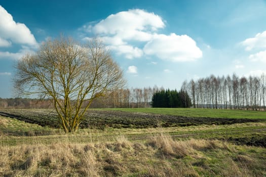 Tree in front of the green field and white clouds on the blue sky, rural view