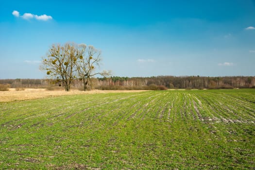 Green field, large trees and blue sky, spring view