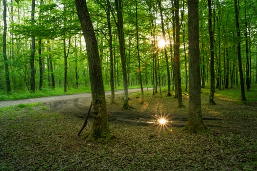 The dirt road and sunshine in the green forest, spring view