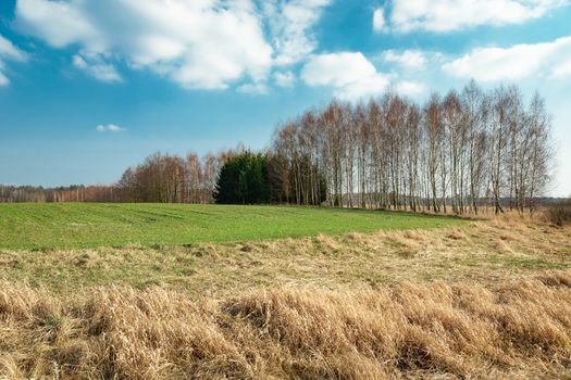 Dry grasses in front of a green rural field, trees without leaves and blue sky