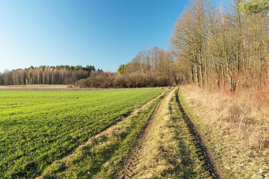 Rural road by the forest, green field and blue sky, sunny spring day