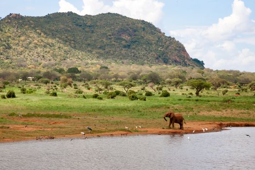 One red elephant on the waterhole is hunting the birds