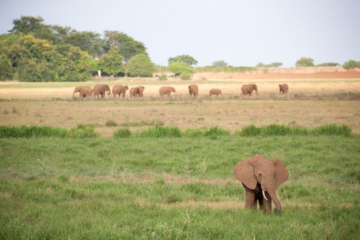 A lot of elephants are walking in the grassland of the savannah in Kenya
