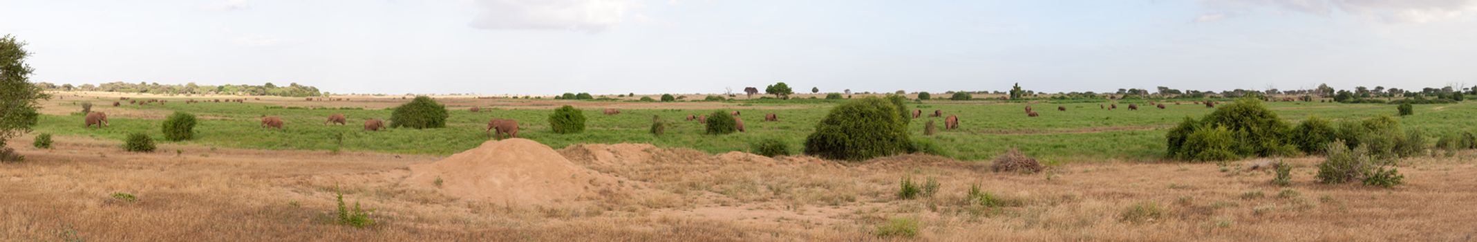 A lot of animals in the grassland of the savannah with a lot of green plants