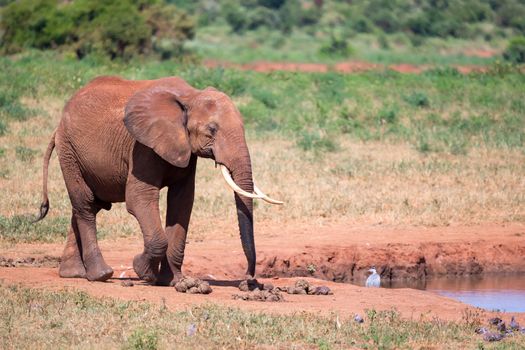 Waterhole in the savannah with some red elephants