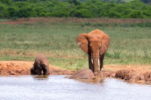 The family of red elephants at a water hole in the middle of the savannah
