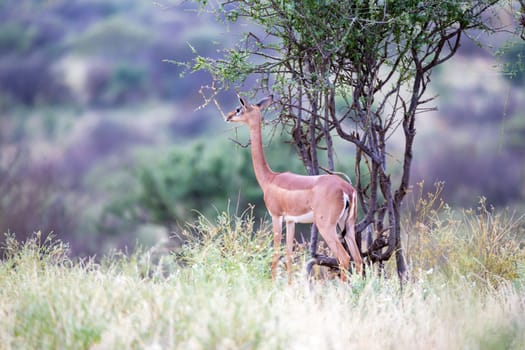 Some native antelopes in the grassland of the Kenyan savannah