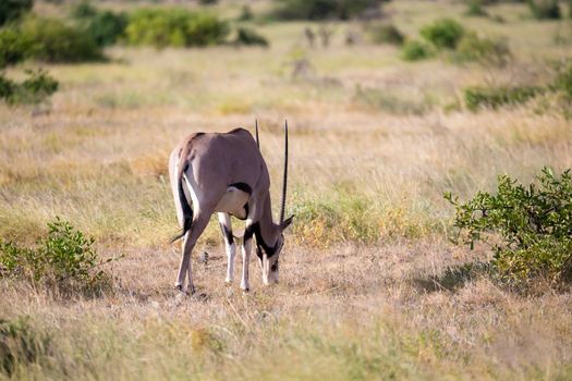 The antelopes in the grass landscape of Kenya