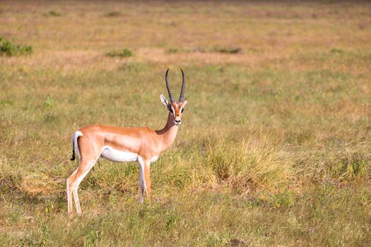 Some native antelopes in the grassland of the Kenyan savannah