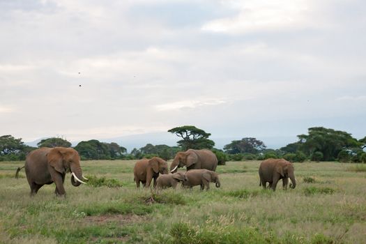 A lot of elephants in the grassland of the savannah