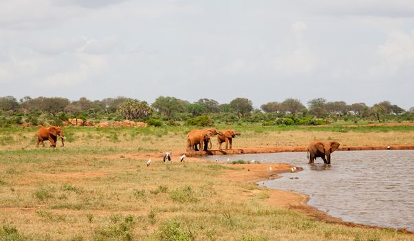 A lot of red elephants are on the waterhole