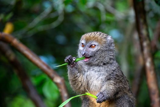 One small lemur on a branch eats on a blade of grass