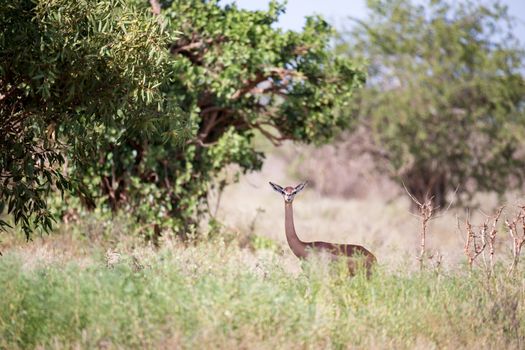 An antelope with a log neck is standing between the bush and watching