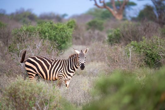 One zebra standing and watching you between the bush