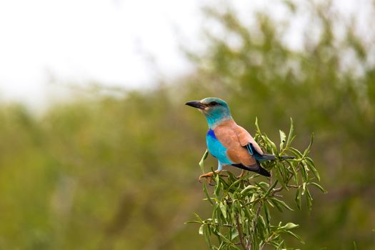 A colorful indigenous bird sits on the branch