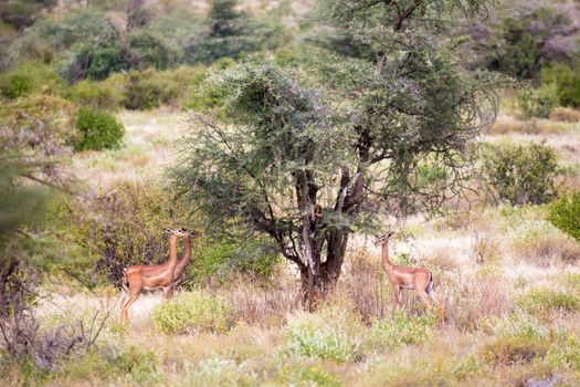 The antelopes in the grass landscape of Kenya