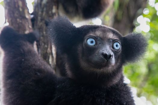 A Portrait of the Indri lemurs in a rainforest in Madagascar