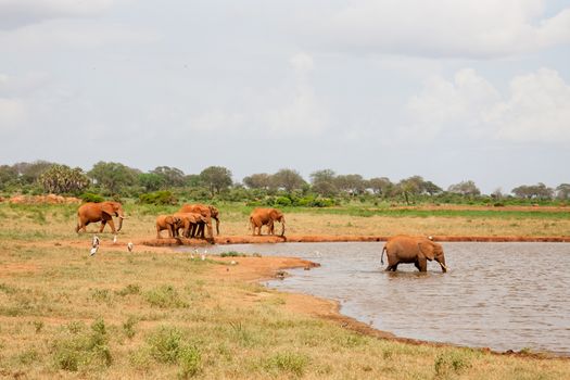 A lot of red elephants are on the waterhole