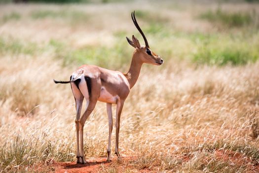 Antelope in the grassland of the savannah in Kenya