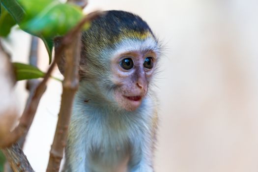 One little monkey sits and looks very curious