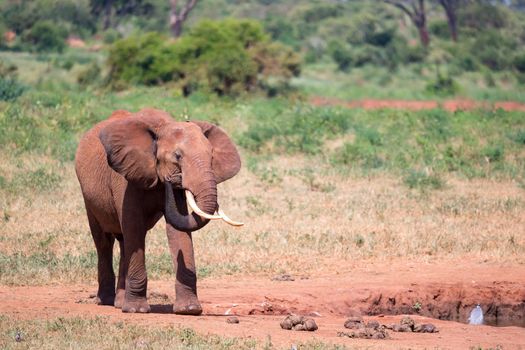 Waterhole in the savannah with some red elephants
