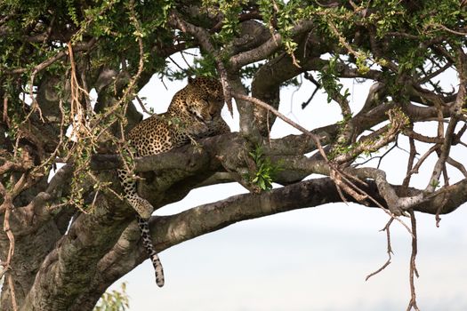 One leopard lies on the branches of a tree