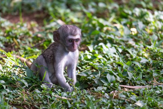 One little funny monkey is playing on the floor or on the tree