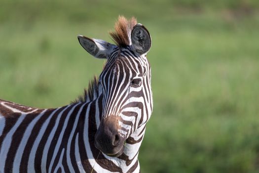 The closeup of a zebra in a national park