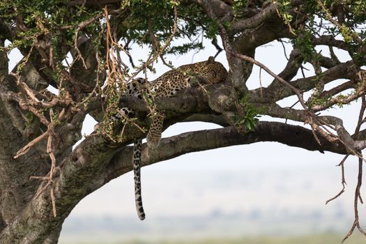 One leopard has settled comfortably between the branches of a tree to rest