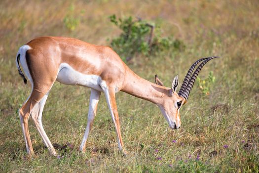 Some native antelopes in the grassland of the Kenyan savannah