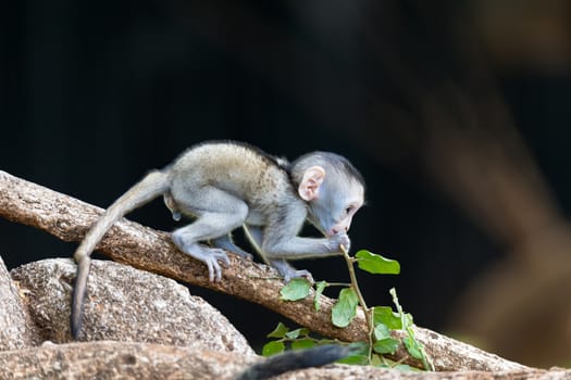 The monkey climbs around on a branch