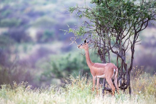 Some native antelopes in the grassland of the Kenyan savannah