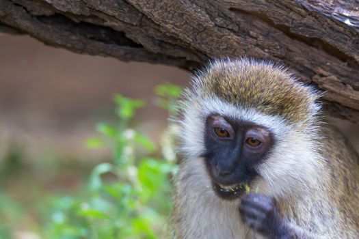 One vervet monkey nibbles on a blade of grass