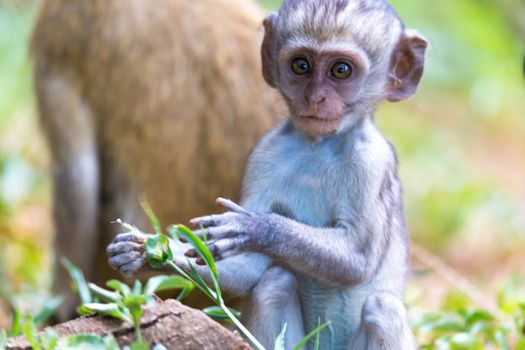 One little funny monkey is playing on the floor or on the tree