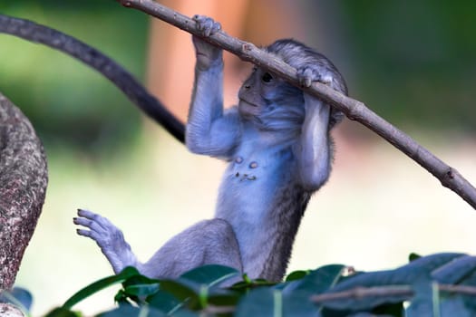 The monkey climbs around on a branch
