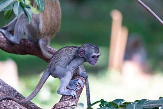 The monkey climbs around on a branch