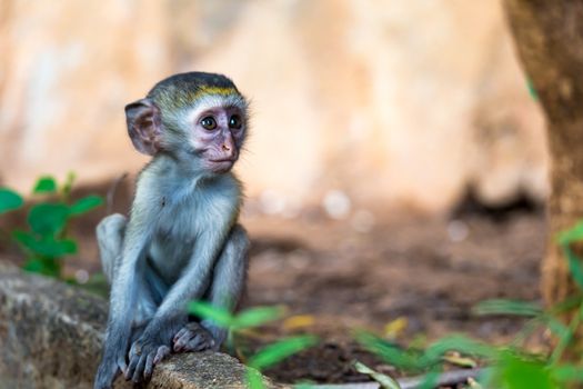 One little funny monkey is playing on the floor or on the tree