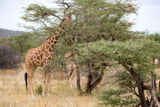 Some giraffes between the acacia trees in the savannah of Kenya
