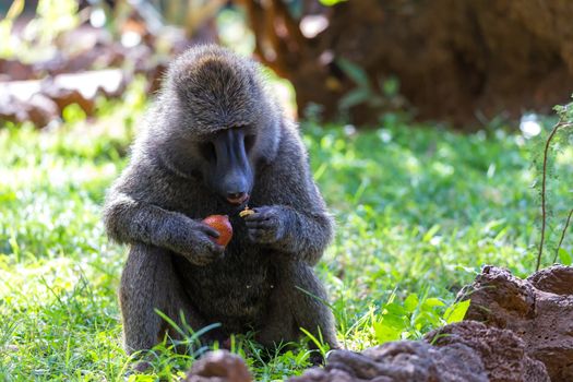 One baboon has found a fruit and nibbles on it