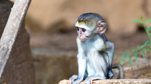 One little monkey sits and looks very curious