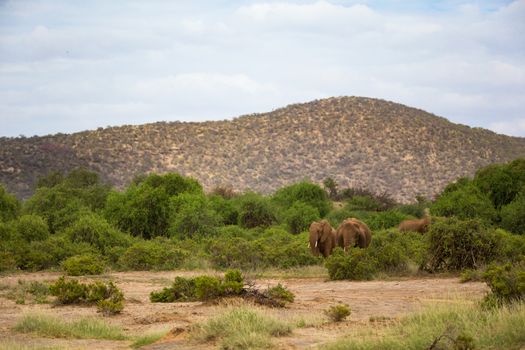 Some red elephants walking between the bush in front of a hill